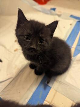 Domestic Short Hair Cats Available for Adoption - Mochim | PetCurious