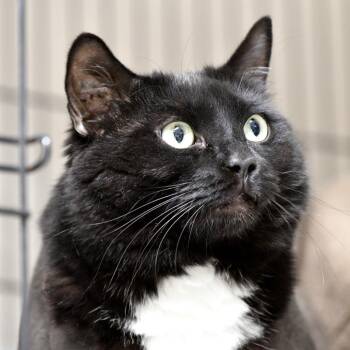 Salem -  Domestic Short Hair Cat for Adoption in Chilliwack, British Columbia - Salem | PetCurious