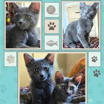 Shimmer -  Domestic Short Hair Cat for Adoption in Orangevale, California - Shimmer | PetCurious