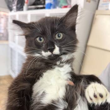 Their -  Domestic Medium Hair Cat for Adoption in Columbia, South Carolina - Their | PetCurious