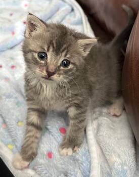 Rescue Tabby Cats for Adoption in Closter, New Jersey - Willow | PetCurious