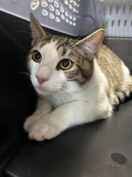 Domestic Short Hair Cats Available for Adoption in Westminster, Maryland - TOBY | PetCurious