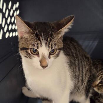 Cookie -  Domestic Short Hair Cat for Adoption in Chattanooga, Tennessee - Cookie | PetCurious