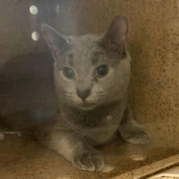 Margo -  Domestic Short Hair Cat for Adoption in Asheville, North Carolina - Margo | PetCurious