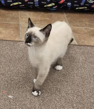 Gojo -  Domestic Short Hair Cat for Adoption in South Bend, Indiana - Gojo | PetCurious