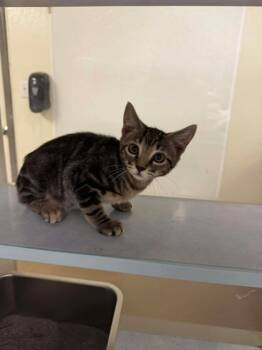 Rescue Domestic Short Hair Cats for Adoption in Buchanan Dam, Texas - Clyde | PetCurious