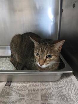Daisy -  Domestic Short Hair Cat for Adoption in Largo, Florida - Daisy | PetCurious