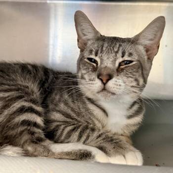 Kid Cat -  Domestic Short Hair Cat for Adoption in Palm Springs, California - Kid Cat | PetCurious