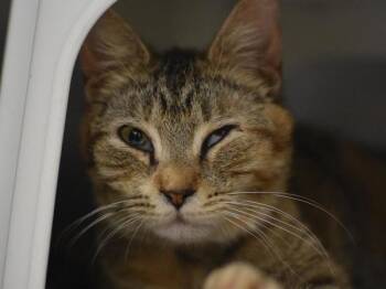 Domestic Short Hair Cats Available for Adoption in Portland, Oregon - Tabitha | PetCurious