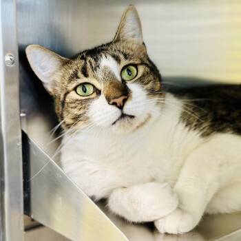 Queen Bee -  Domestic Short Hair Cat for Adoption in Jackson Township, New Jersey - Queen Bee | PetCurious