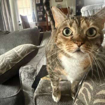 Spicy -  Domestic Short Hair Cat for Adoption in Columbus, Georgia - Spicy | PetCurious