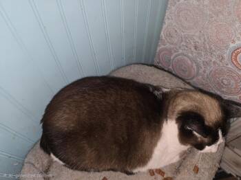 Kaira -  Snowshoe Cat Available for Adoption in Mansfield, Pennsylvania - Kaira | PetCurious