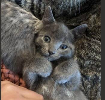 Domestic Short Hair Cats Available for Adoption in Colorado Springs, Colorado - RON | PetCurious