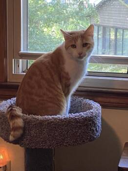 Emmitt  - SM -  Domestic Short Hair Cat for Adoption in Greenville, South Carolina - Emmitt  - SM | PetCurious