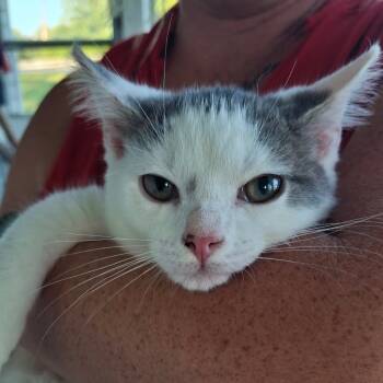 Rescue Domestic Medium Hair Cats for Adoption in Springfield, Ohio - Dutchess | PetCurious