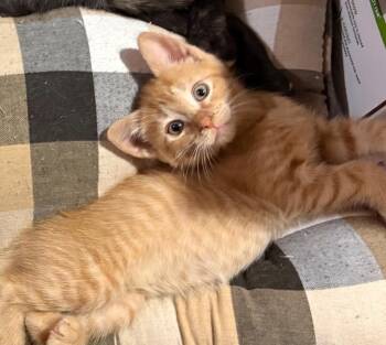Mustafar -  Domestic Short Hair Cat for Adoption in Raleigh, North Carolina - Mustafar | PetCurious
