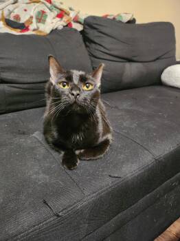 Tirzah -  Bombay Cat for Adoption in Phoenix, Arizona - Tirzah | PetCurious