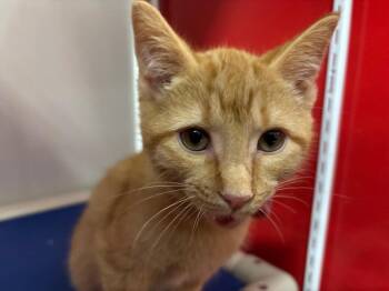 Tabby Cats Available for Adoption - Buddy | PetCurious