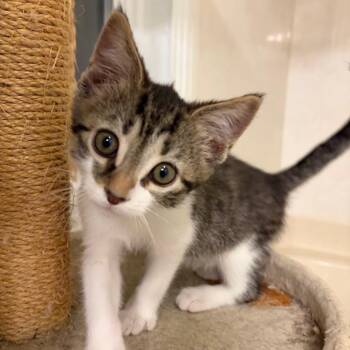 Domestic Short Hair Cats Available for Adoption in Brownsboro, Alabama - Joker | PetCurious