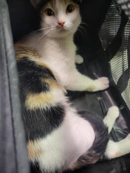 CHEETAH -  Domestic Short Hair Cat for Adoption in Burbank, California - CHEETAH | PetCurious
