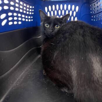 Domestic Long Hair Cats Available for Adoption in Clearwater, Florida - Peppy | PetCurious