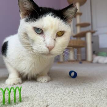 Domino Van Morrison -  Domestic Short Hair Cat for Adoption in Philadelphia, Pennsylvania - Domino Van Morrison | PetCurious
