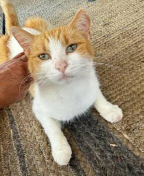 Rescue Domestic Short Hair Cats for Adoption in Bardstown, Kentucky - Portia | PetCurious