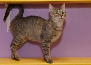 Rescue Domestic Short Hair Cats for Adoption in Baton Rouge, Louisiana - Sprout | PetCurious