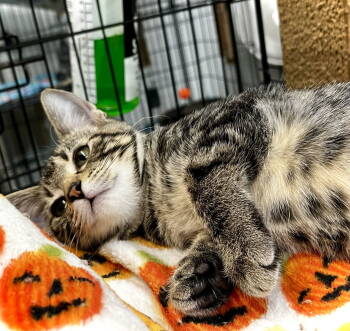 Rescue Domestic Short Hair Cats for Adoption in Estherville, Iowa - Fig | PetCurious