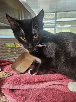 COYOTE -  Domestic Short Hair Cat for Adoption in Pueblo, Colorado - COYOTE | PetCurious