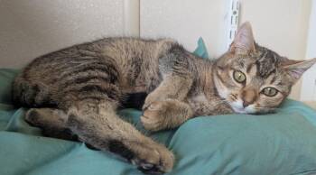 Domestic Short Hair Cats Available for Adoption in Fremont, Ohio - Kelly | PetCurious