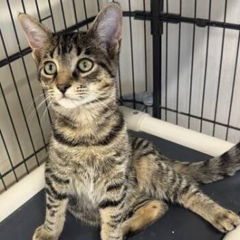 Tazz -  Domestic Short Hair Cat for Adoption in Manistee, Michigan - Tazz | PetCurious