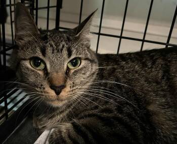 Rescue Domestic Short Hair Cats for Adoption in Westfield, Massachusetts - Archie | PetCurious