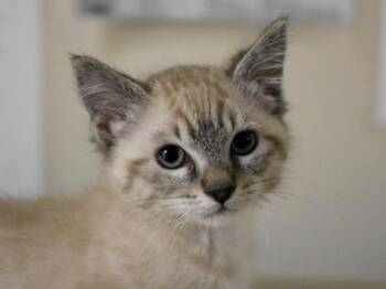 Arowana -  Siamese Cat for Adoption in Portland, Oregon - Arowana | PetCurious