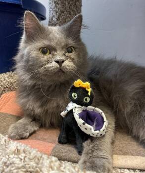Domestic Long Hair and Persian Cats Available for Adoption in Herndon, Virginia - Sameera | PetCurious