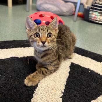 Doja -  Domestic Short Hair Cat for Adoption - Doja | PetCurious