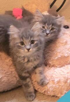 Samantha -  Domestic Long Hair Cat for Adoption in Diamond Springs, California - Samantha | PetCurious