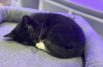 Burberry -  Domestic Short Hair Cat for Adoption in St. Cloud, Florida - Burberry | PetCurious