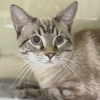 Rescue Domestic Short Hair Cats for Adoption in Sarasota, Florida - Fennel | PetCurious