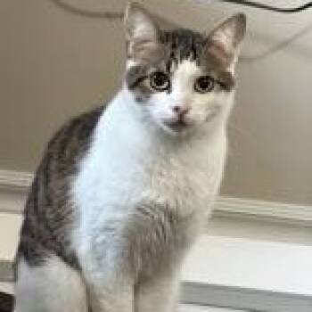 Clover -  Domestic Short Hair Cat for Adoption in Pickering, Ontario - Clover | PetCurious