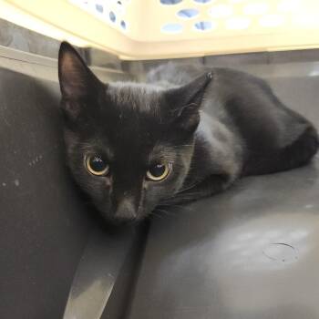 Darla -  Domestic Short Hair Cat for Adoption in Clearwater, Florida - Darla | PetCurious