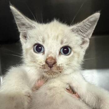 BRAZ-Stray-138777_2_3 -  Domestic Short Hair Cat for Adoption in Lake Jackson, Texas - BRAZ-Stray-138777_2_3 | PetCurious