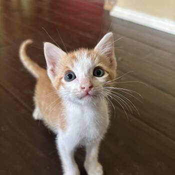 Rescue Domestic Short Hair Cats for Adoption in Ewa Beach, Hawaii - Crunchwrap Supreme | PetCurious