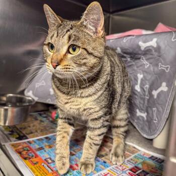 Domestic Short Hair Cats Available for Adoption in Kennebunk, Maine - Riff | PetCurious