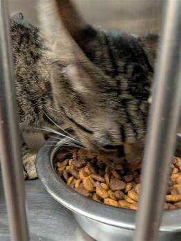 Bonnie -  Domestic Short Hair Cat for Adoption in Austin, Texas - Bonnie | PetCurious