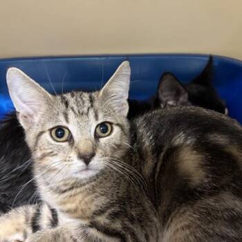 October -  Domestic Short Hair Cat for Adoption in Prince Frederick, Maryland - October | PetCurious