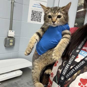 Gale -  Domestic Short Hair Cat for Adoption in Indianapolis, Indiana - Gale | PetCurious