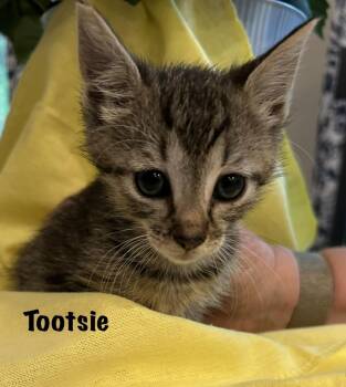 Domestic Short Hair and Tabby Cats Available for Adoption in St. Augustine, Florida - Tootsie | PetCurious
