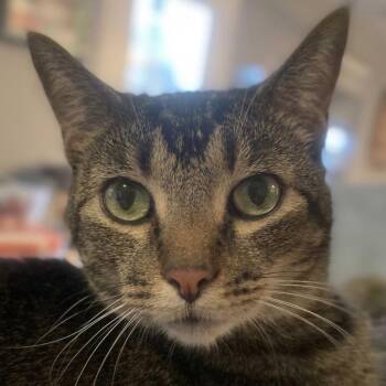 Doc -  Domestic Short Hair Cat for Adoption in Greenfield, Indiana - Doc | PetCurious