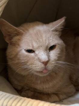 Domestic Short Hair Cats Available for Adoption in Richmond, Virginia - Super NES | PetCurious